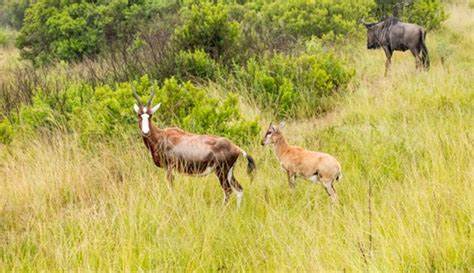Oribi Gorge
