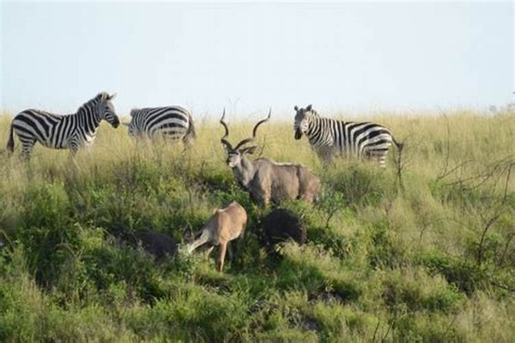 Oribi Gorge