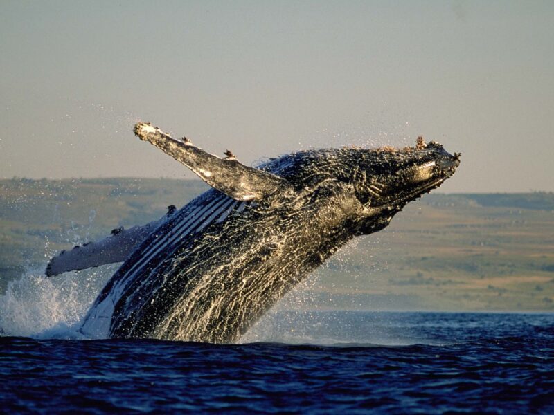 Hermanus Whale Coast Escape