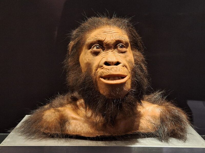 Cradle of Humankind and Lion Safari Park