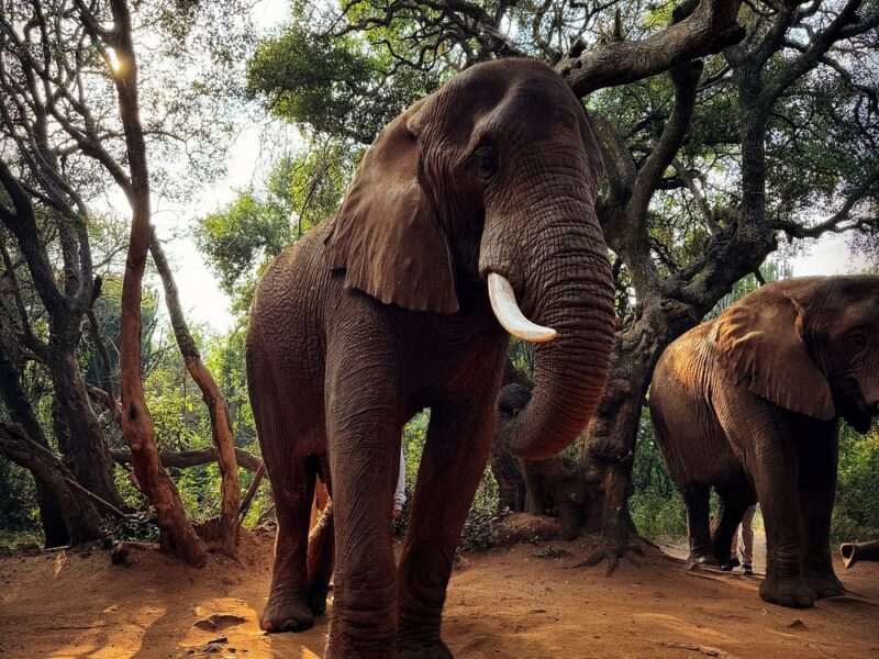 Elephant and Monkey Sanctuary