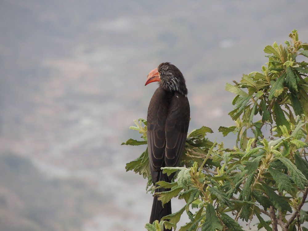 Oribi Gorge