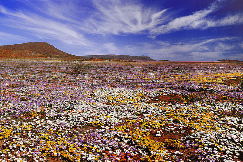 Namaqua Daisies